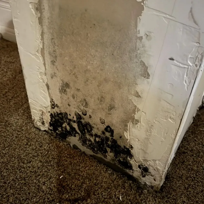 Professional Mold Removal in Belmont, NH